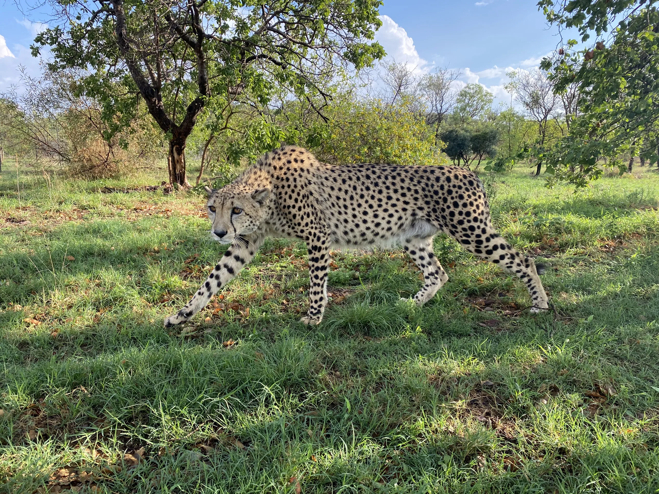 Skulking Cheetah by Sagan Cowne