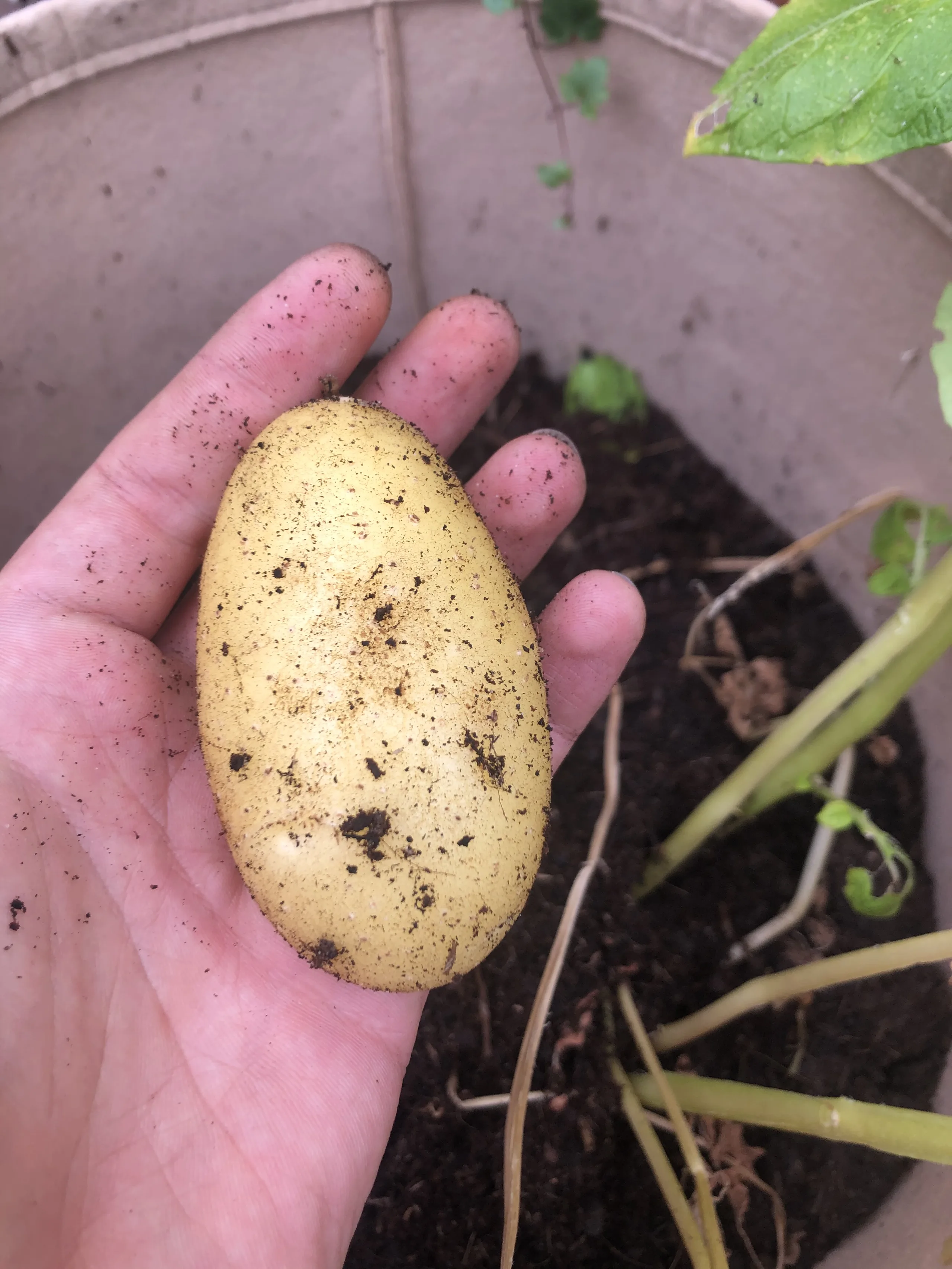 Home-grown Potato by Sagan Cowne