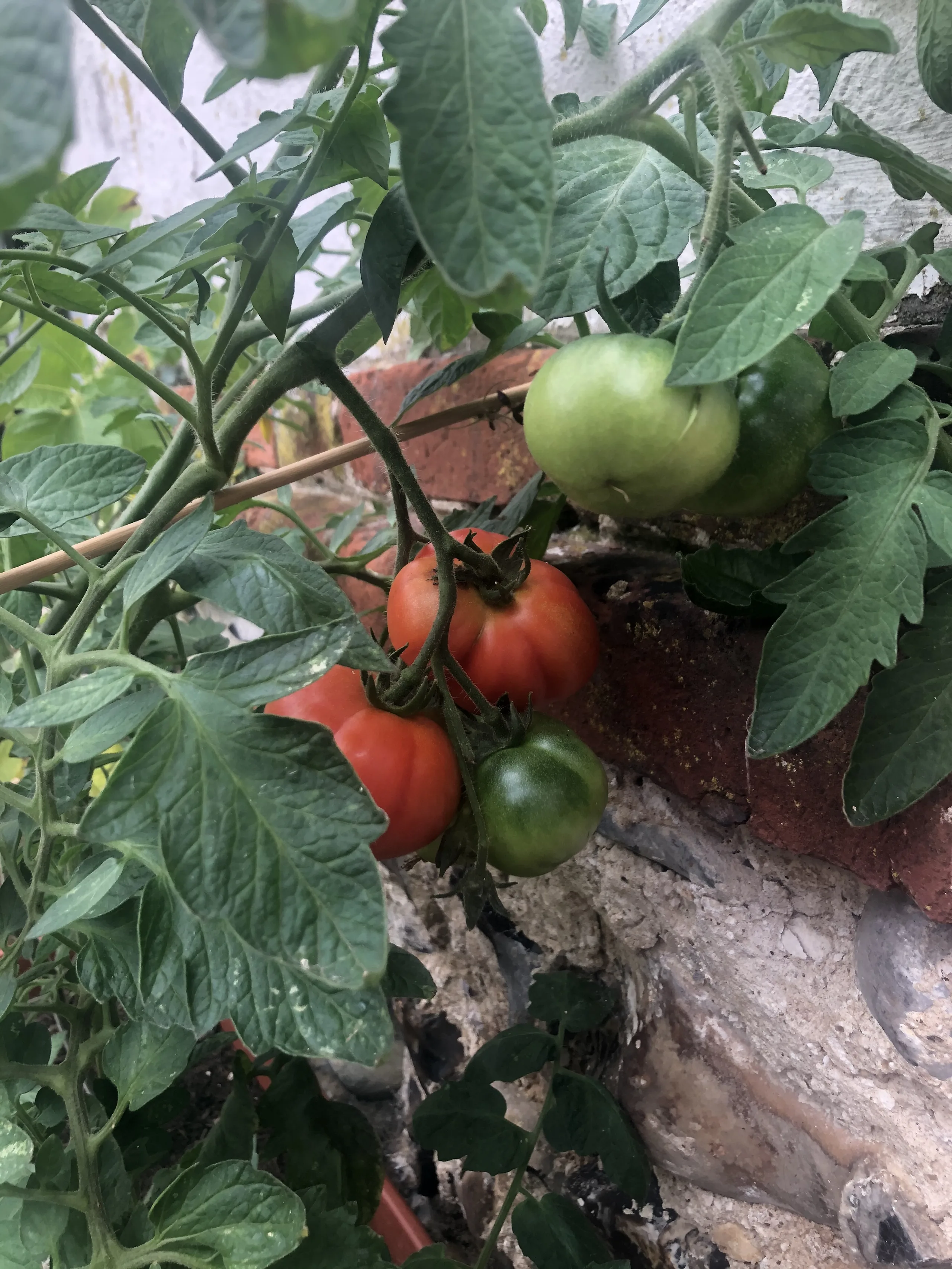 Home-grown Tomatoes by Sagan Cowne