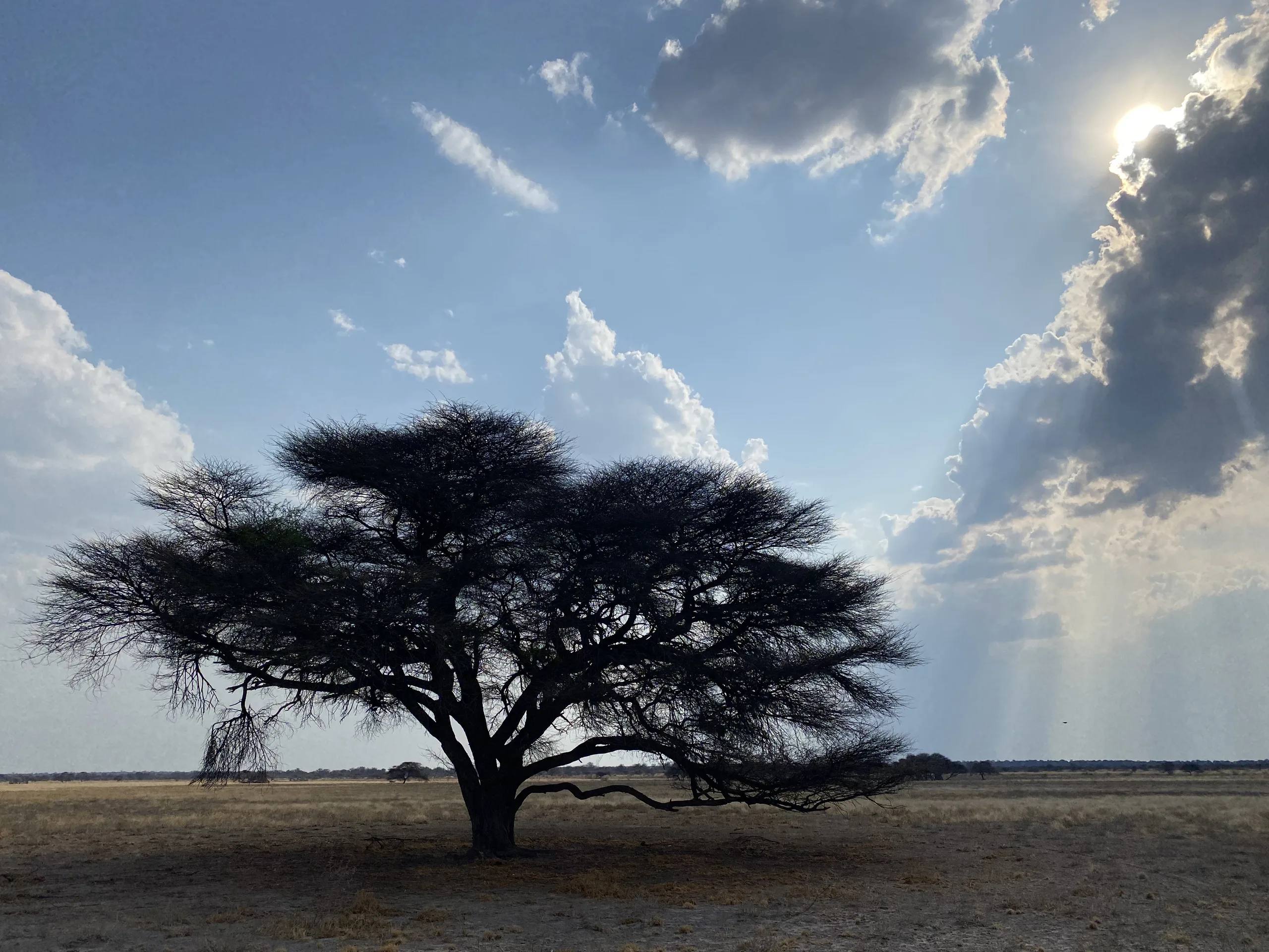 Botswana Acacia by Sagan Cowne