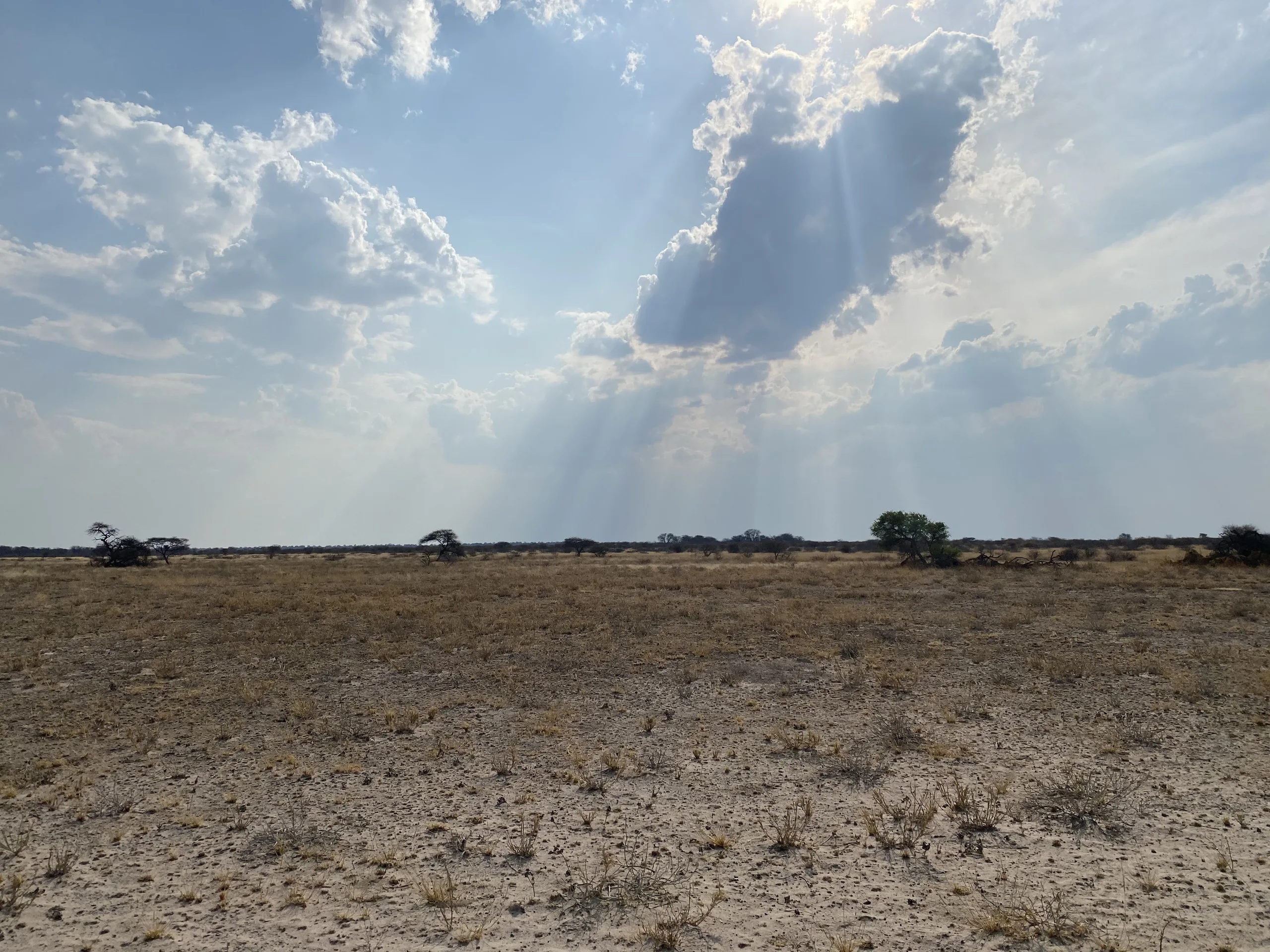 Botswana Bush Skies by Sagan Cowne